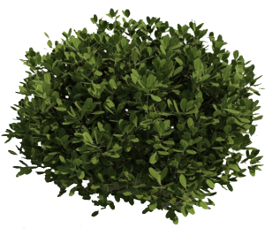 Bush PNG image-7202